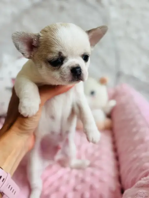 Chihuahua  Bellagio Of Aphrodite Childs