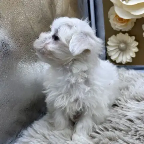 Chiot Bichon Maltais