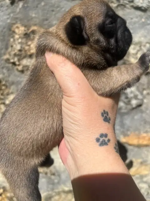 Bouledogue Français  Branson The Kingdom Of The Littl ab86d photo 3