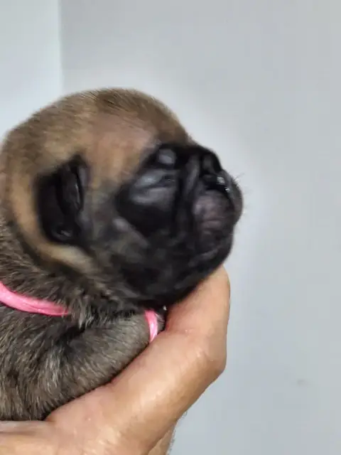 Bouledogue Français  Berine Du Castelle Saint Claire 6ab21