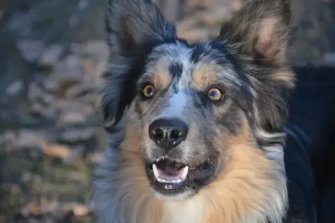 Border Collie  Rouge Merle De L'Hubac De Lange