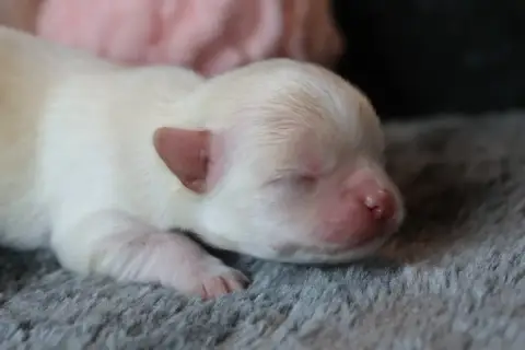 Chihuahua  Bowie Des Gardiens D'Hadès