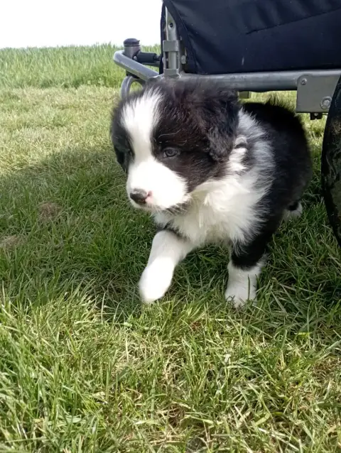 Border Collie  M4 De L'Eden Du Chêne Vert