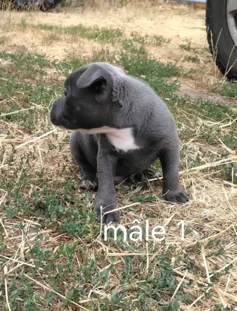 Staffordshire Bull Terrier 
                        C 9da4e photo 3