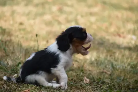 Cavalier King Charles Spaniel 
                       7f701 photo 2