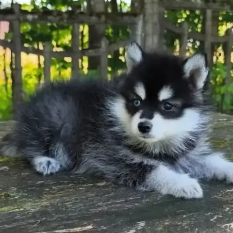 Petit