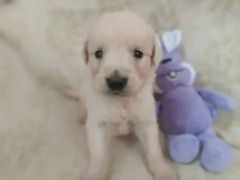 Golden Retriever  Mâle Collier Violet Des Berberis