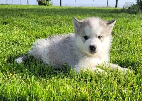 Alaskan Malamute  Chiot N°2 Des Marais De Courmont