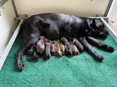 Labrador Retriever
