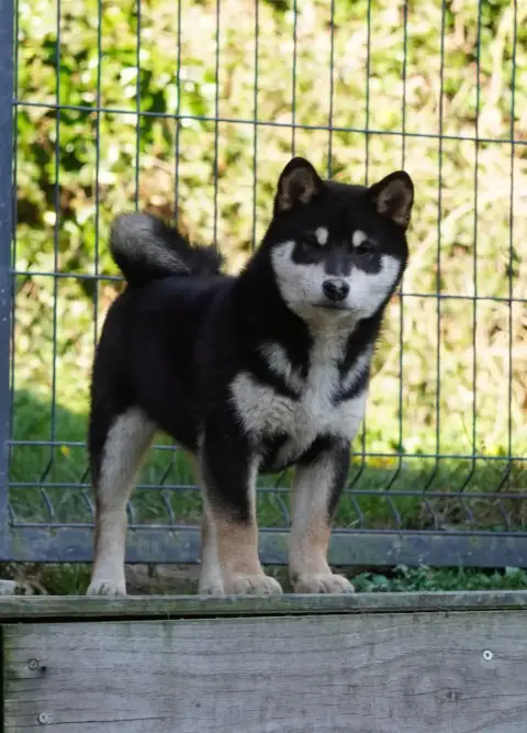 Shiba  Amasa Of Neko-