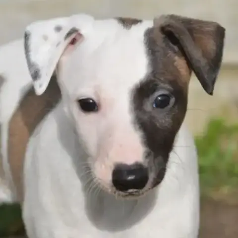 Whippet