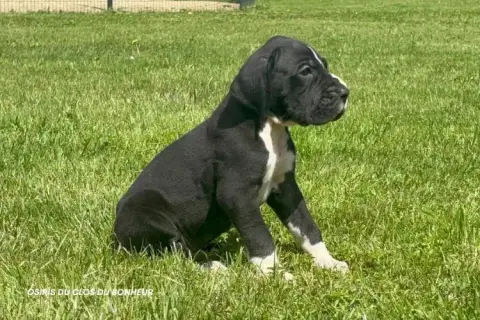 Dogue Allemand  Balthazar Du Clos Du Bonheur photo 3