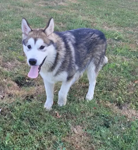 Alaskan Malamute  Brook Des Marais De Courmont