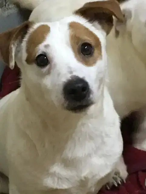Jack Russell Terrier  Big Boss De La Botte De Lin photo 3