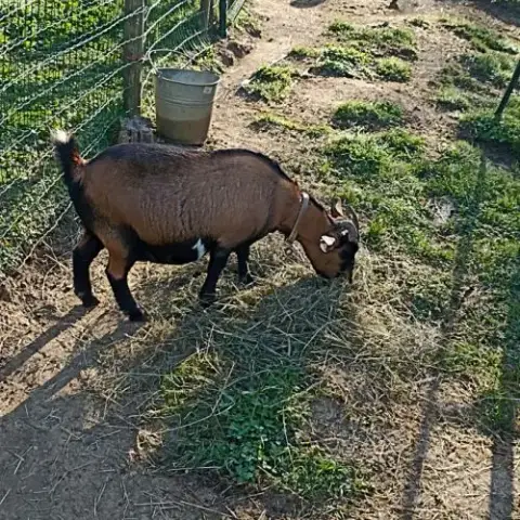 1 Bouc Et 1 Chèvre Naine