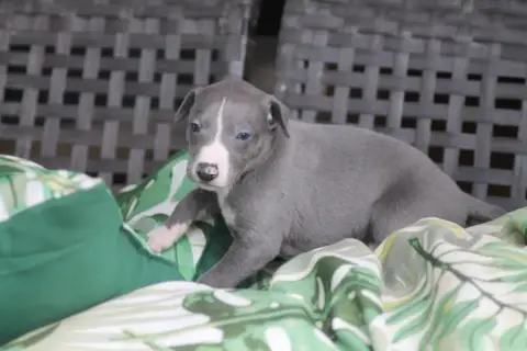Whippet photo 3
