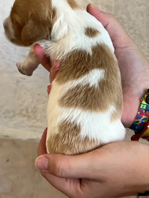 Epagneul Breton  Chiot N°1 De Torlhak photo 2