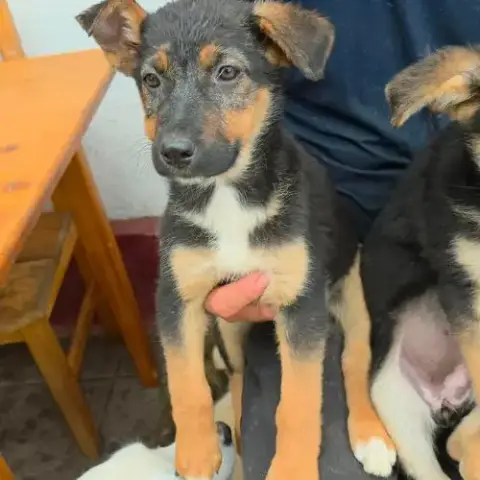 Zina Jolie Bebe Berger Allemand
