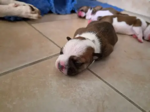 Staffordshire Bull Terrier  Chiot 3 De Gaia Vlka