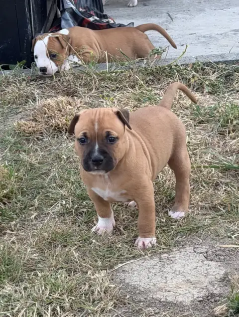 American Staffordshire Terrier  Bowser Des Fauves Du  a5f87