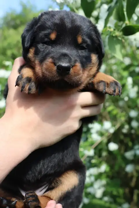 Berger De Beauce  Chiot N°4 De La Légende D'Arduinna 0e6fe
