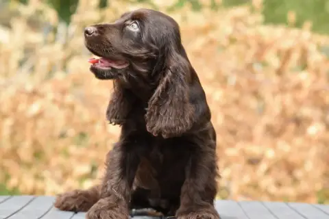 Cocker Spaniel Anglais  Brownie D'Oup- photo 2