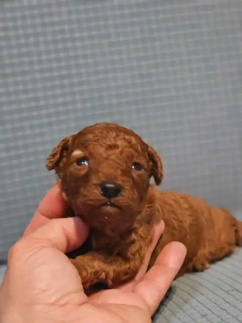 Caniche  Chiot N°4 De L'Angelarde photo 2