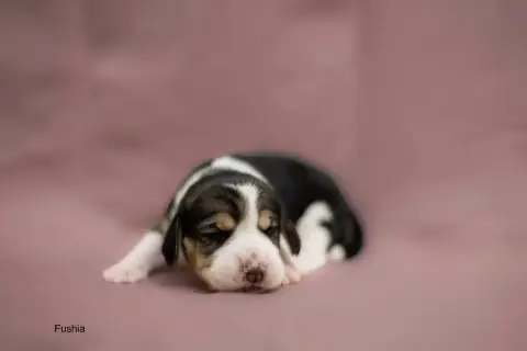 Beagle  Collier Fushia Du Domaine D'Amandine photo 2