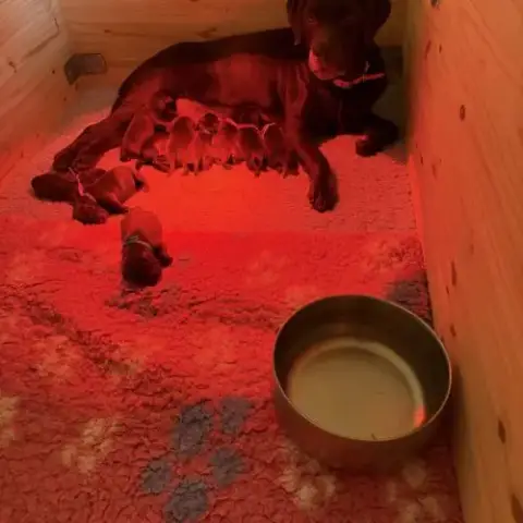 Chiots Labrador Chocolat