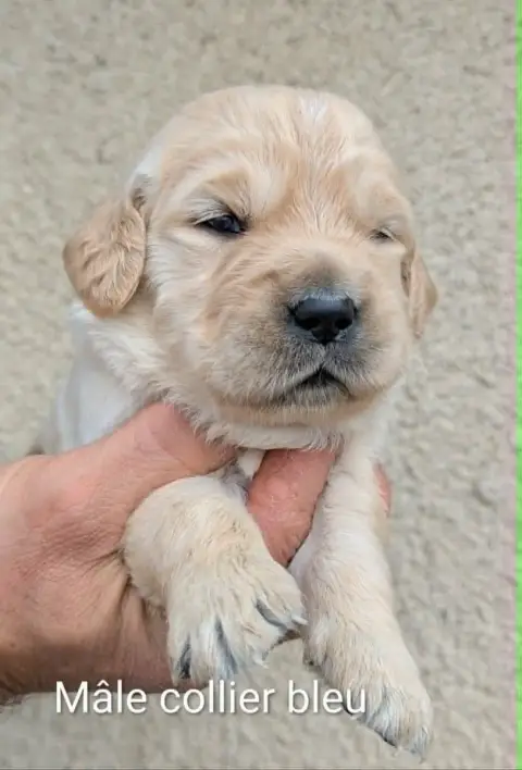 Golden Retriever photo 2
