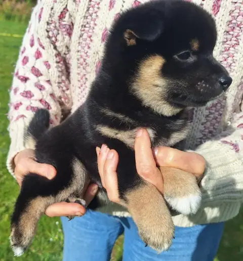 Shiba  Chiot N°2 Du Sceau- photo 3