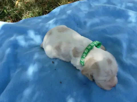 Cocker Spaniel Anglais  Prénom Libre Des Terres Des F 10139 photo 2