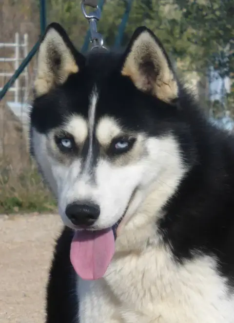 Siberian Husky  Collier Vert Of The Southern Mountain bbfcd photo 3