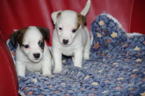 Jack Russell Terrier  Bijou A L'Ouest Des Prés De L'A 9264e photo 3