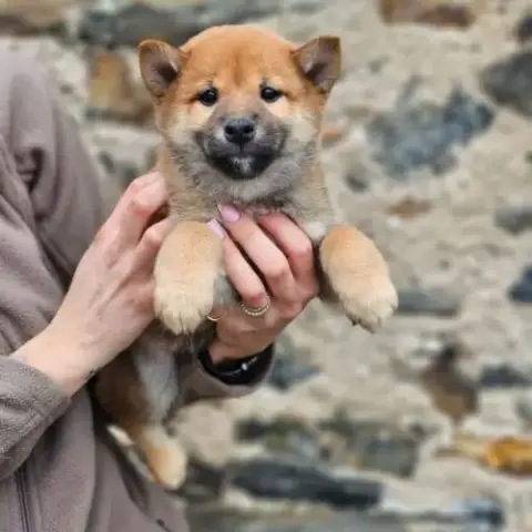 À Réserver Chiots Type Shiba Inu