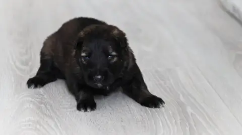 Berger Allemand  Chiot N°2 Au Royaume D'Une Nuit Etoi 78856 photo 3