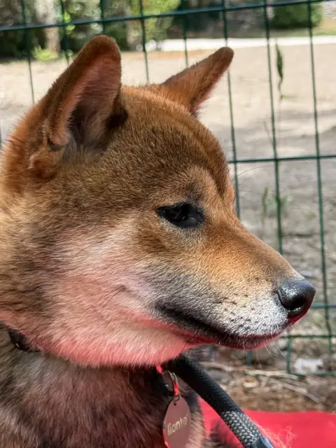 Shiba  Azami Des Renards Du Castrum photo 2