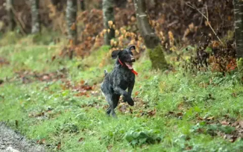 Chien D'Arrêt Allemand À Poil Dur  Aldo De Beaudribos 2e330
