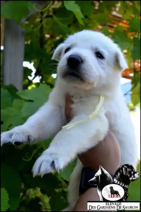 Berger Blanc Suisse photo 2
