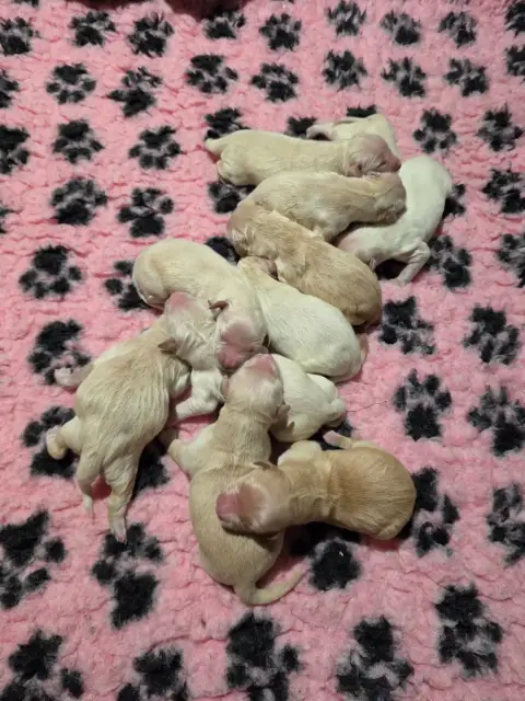 Golden Retriever