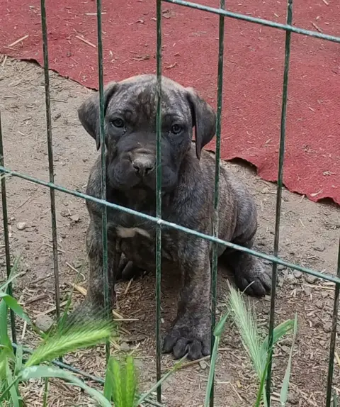 Dogo Canario  Chiot 3 Des Monts Du Velay