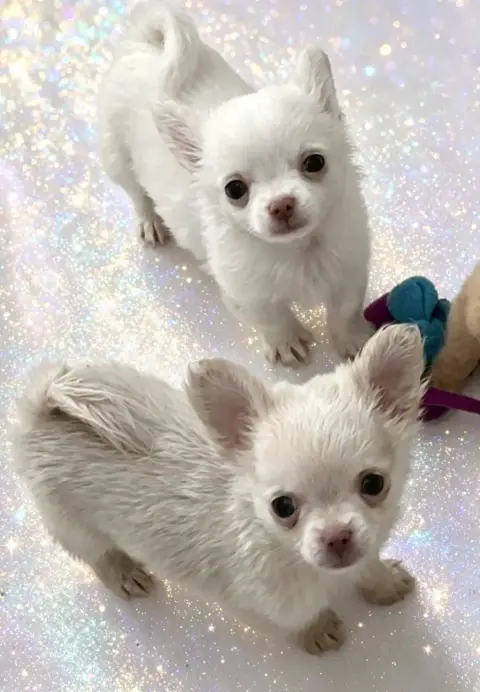 Chihuahua  B....Poil Long Petit Gabarit So Lovely photo 2