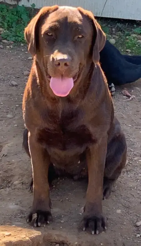 Labrador Retriever  Chocolat Du Clos Du Barrian photo 3