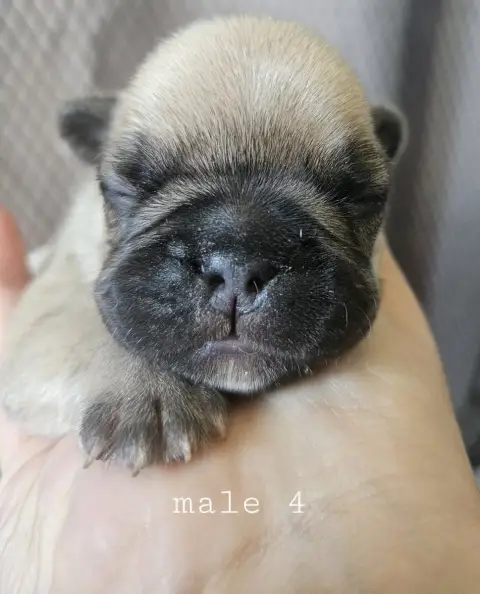 Bouledogue Français  Chiot 4