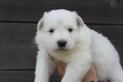Berger Blanc Suisse  Collier Bleu Du Domaine De Nox'W ef4af