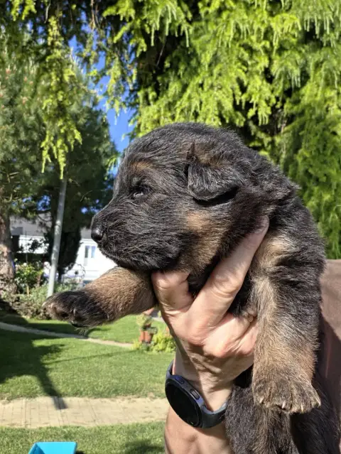 Berger Allemand Poil Long  Chiot N°3 De La Taverniere 610c7
