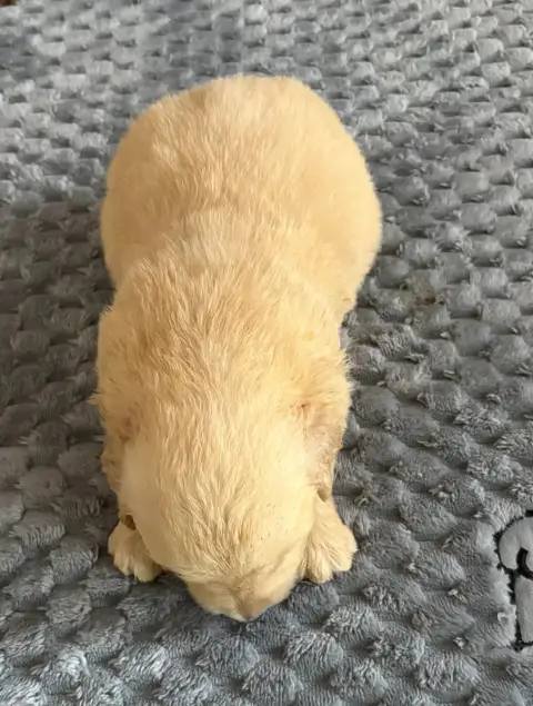 Golden Retriever  Chiot N°6 photo 2