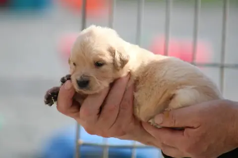 Golden Retriever  Chiot N°7 Des Romarins De Mayerling 2f96a