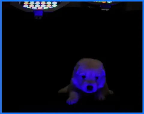 Berger Blanc Suisse  Miss Bleue Des Sentinelles D'Art 470d2 photo 3