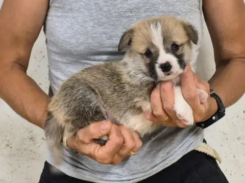 Welsh Corgi Pembroke  B... De Paline